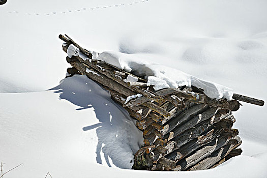 自然,冬季风景,树,初雪