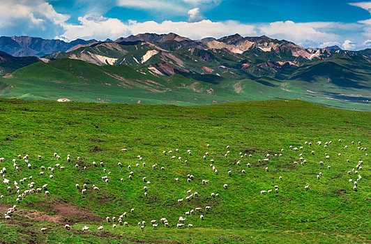 青海省祁连山草原上的羊群夏季风光