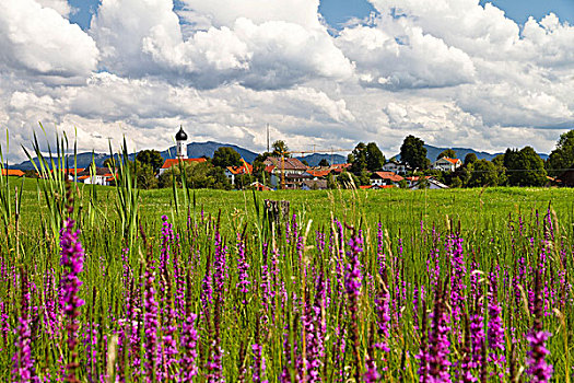 花,草地,紫色,珍珠菜,靠近,乡村,高山,山麓,上巴伐利亚,德国,欧洲