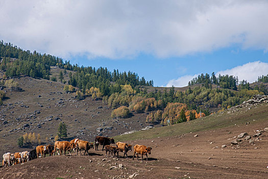 新疆布尔津县贾登峪镇旁草场一年一度牧民牛羊大迁徙----转场