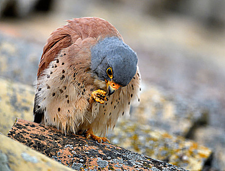 较小,鹰图片大全_较小,鹰高清图片下载_图片网