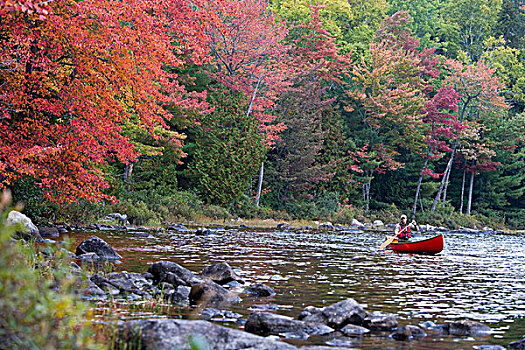 一个,男人,短桨,独木舟,湖,靠近,缅因,秋天