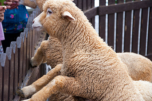 台湾高山农场,牧场里可爱的绵羊