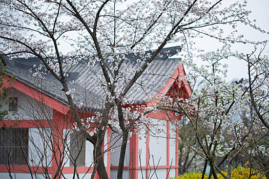 南京玄武湖樱花季