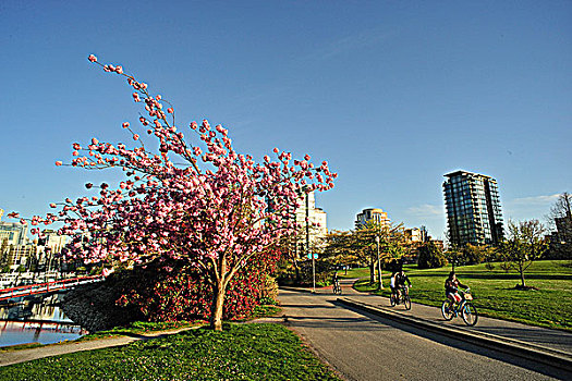 樱桃树,开花,港口,公园,煤,高层建筑,温哥华,不列颠哥伦比亚省,加拿大