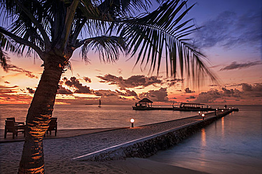 海滩,树,日落,阿里环礁,马尔代夫