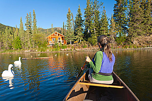 独木舟浆手,柳树,湖,短桨,背影,湖岸,船舱,两个,天鹅,阿拉斯加,夏天