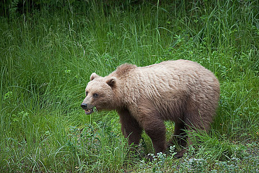 棕熊,绿色,草,威廉王子湾,楚加奇山,楚加奇国家森林,阿拉斯加,夏天