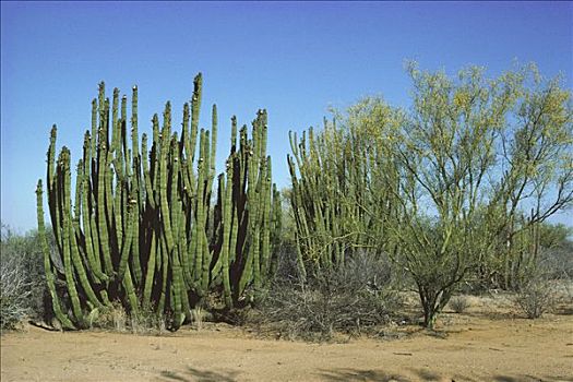 风琴管仙人掌,花,索诺拉沙漠,墨西哥