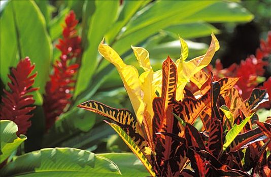 西印度群岛,瓜德罗普,特写,热带植物