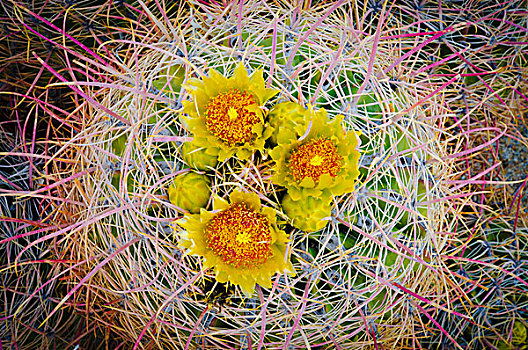 圆桶掌,开花,安萨玻里哥沙漠州立公园,美国
