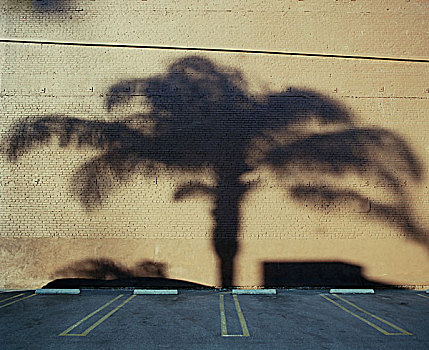 影子,棕榈树,墙壁,停车场