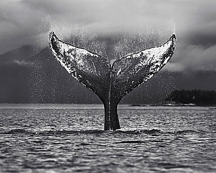黑白照片,驼背鲸,大翅鲸属,鲸鱼,尾部,拍击,水面,冰河湾国家公园,阿拉斯加,美国,八月