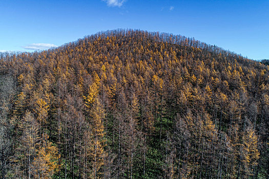 航拍,晚秋,北海道,日本