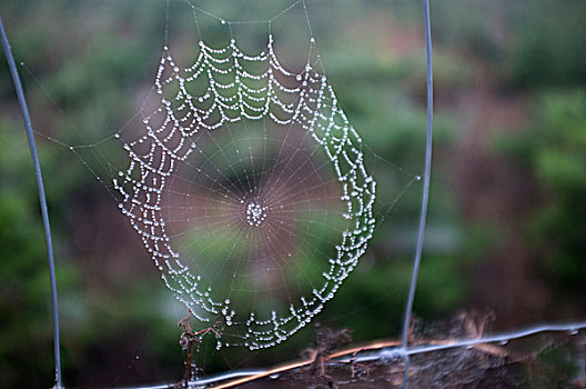露珠,蜘蛛网