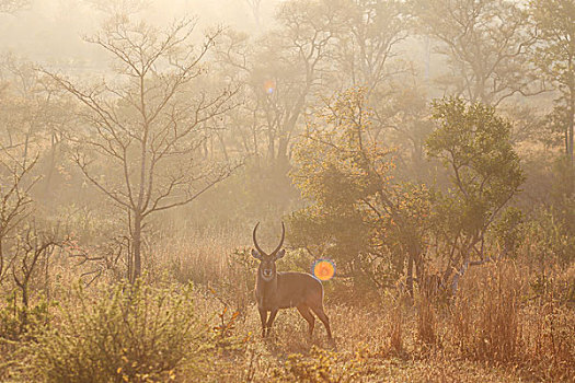 雄性,水羚,日落,克鲁格国家公园,南非