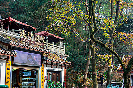 湖南长沙岳麓山冬景,枫叶,黄叶