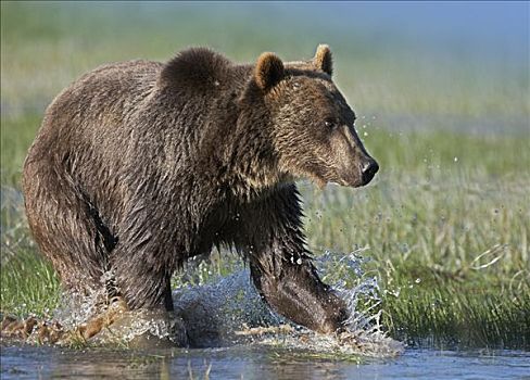 大灰熊,棕熊,水,北美