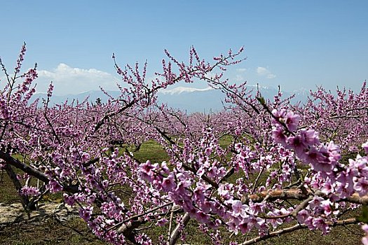 桃,花,南阿尔卑斯山