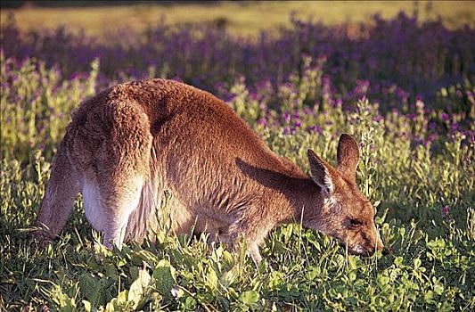 放牧,灰色,东方,袋鼠,灰袋鼠,哺乳动物,沃伦邦格尔国家公园,澳大利亚,动物