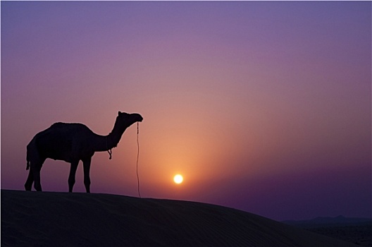 骆驼,日落