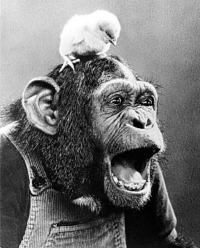 幼禽,头部,尖叫,黑猩猩,英格兰,英国