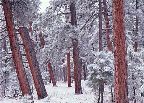 美国黄松,树,雪,大峡谷国家公园,亚利桑那