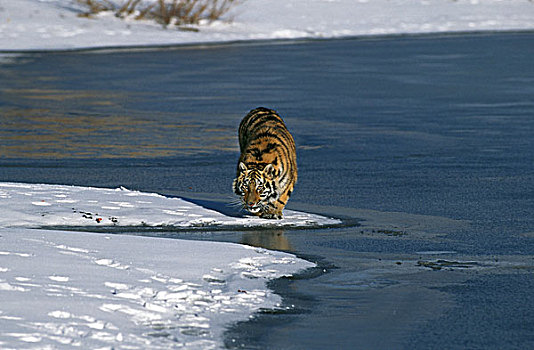 西伯利亚虎,东北虎,雪中