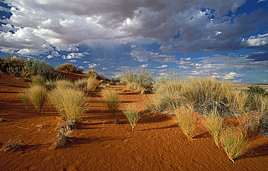 卡拉哈里沙漠,场景,红色,沙丘,风暴,天空,卡拉哈迪大羚羊国家公园,南非,非洲