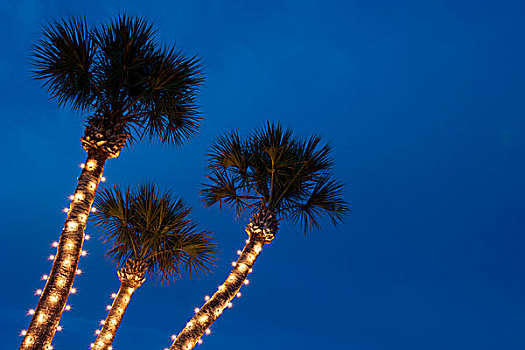 棕榈树,装饰,圣诞灯光