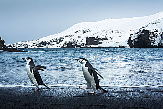 南极,南设得兰群岛,帽带企鹅,阿德利企鹅属,走,黑色背景,火山,海滩,欺骗岛