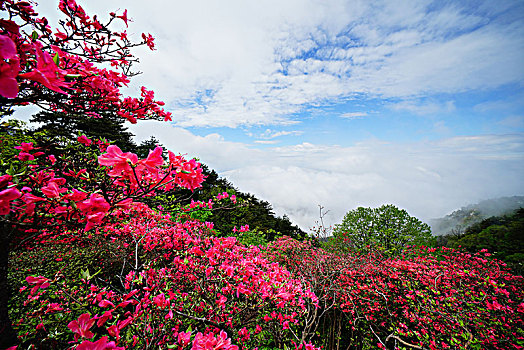 杜鹃花,大别山