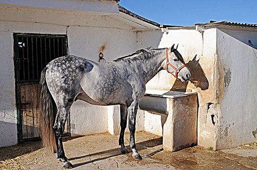 马,马厩,骑马,种马场,白色海岸,阿利坎特省,西班牙,欧洲