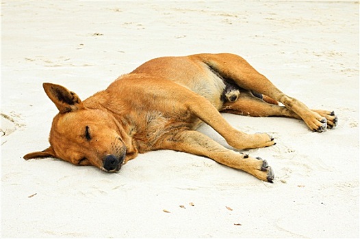 睡觉,狗,沙滩,海滩