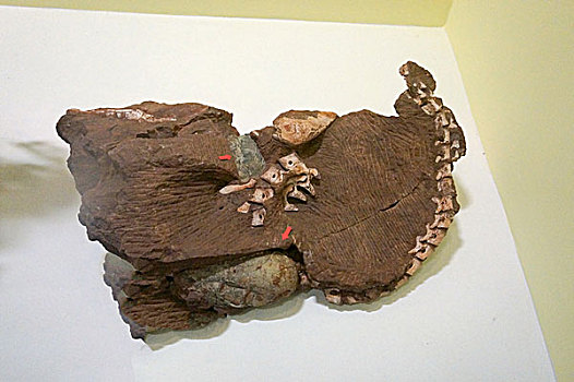 恐龙骨化石
