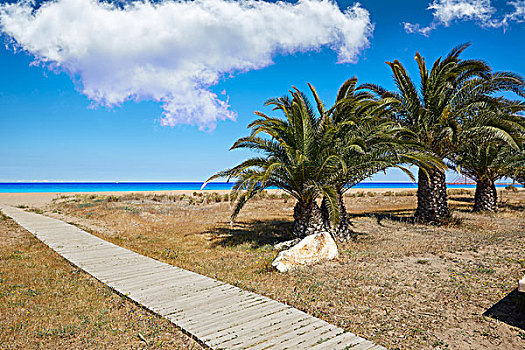 码头,海滩,棕榈树,丹尼亚,阿利坎特省,西班牙