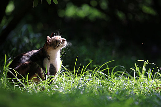 江苏淮安,公园中的流浪猫