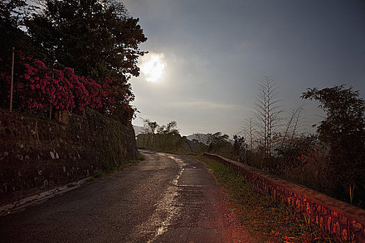 树,道路,牙买加
