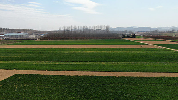 山东省日照市,麦田里绿油油一片,麦苗长势喜人