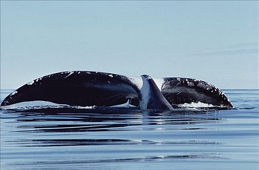 弓头鲸,尾部,兰开斯特海峡,加拿大
