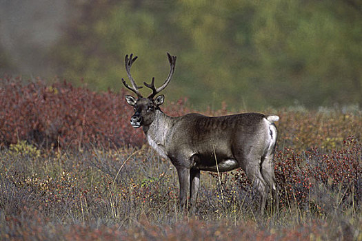 北美驯鹿,德纳利国家公园和自然保护区,阿拉斯加,美国
