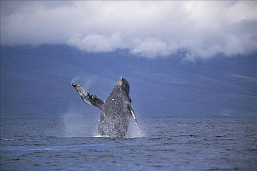 驼背鲸,大翅鲸属,鲸鱼,鲸跃,毛伊岛,夏威夷