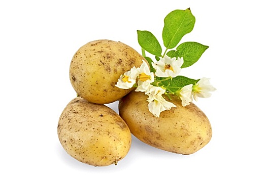 土豆,黄色,花