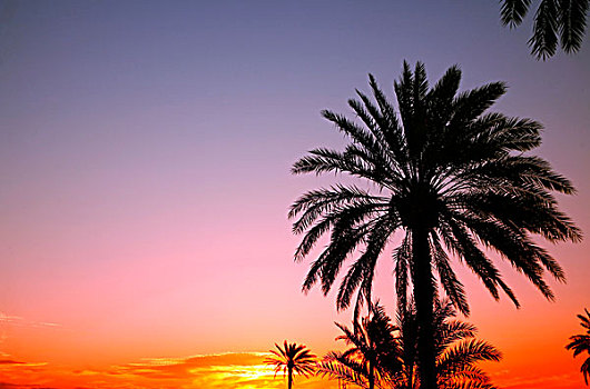 棕榈树,剪影,阿拉伯,日落