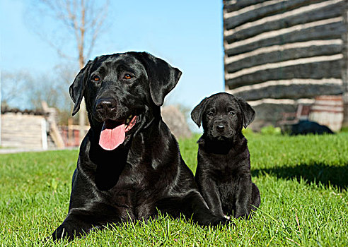 黑色拉布拉多犬,狗,母亲,小动物