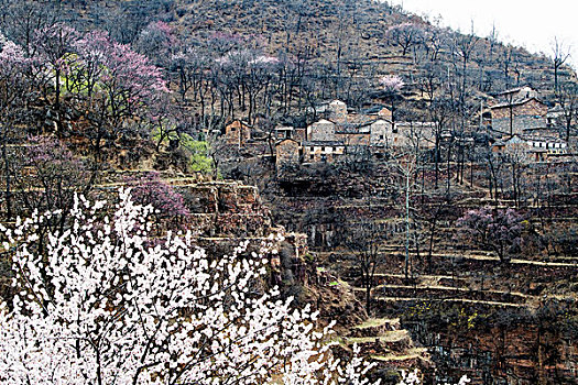 太行山,山村,杏花,春天,民居