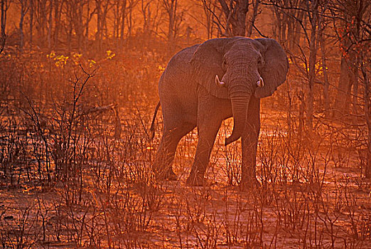 大象,象科,日落,萨维提,乔贝国家公园,博茨瓦纳,非洲