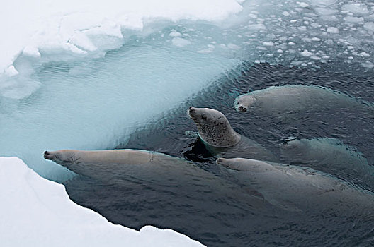 食蝦海豹,食蟹海豹,群,平面,呼吸,声音,威德尔海,南极