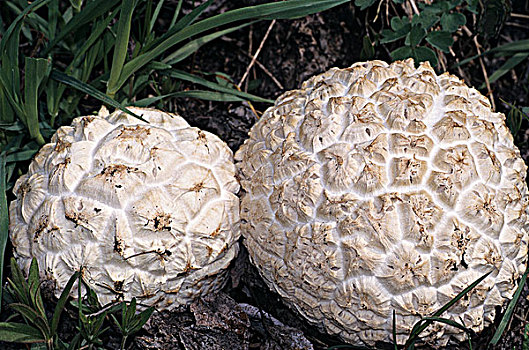 蘑菇,不列颠哥伦比亚省,加拿大