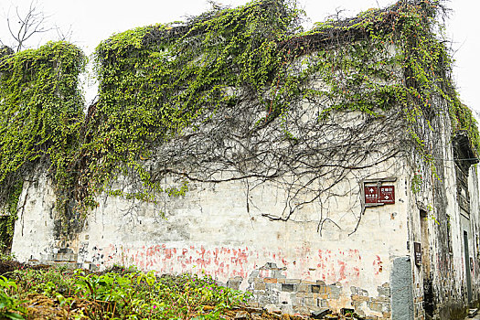 覆盖着藤类植物的墙